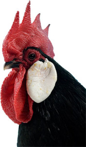 Head of Black Minorca Chicken