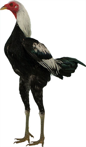 Modern Game fowl - Alchetron, The Free Social Encyclopedia