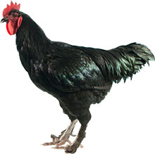 Modern Langshan Chicken