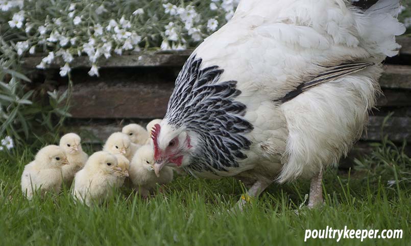 Mother Hen Feeding Chicks