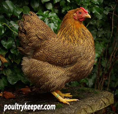 Partridge Wyandotte Bantam