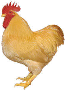 Plymouth Rock Chicken