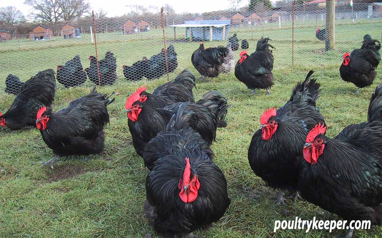 Black Orpington Chickens