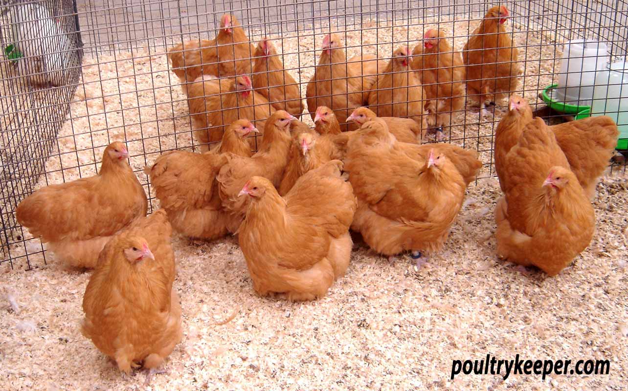 Buff Orpington Chickens