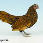 Gold Sebright Bantam Female