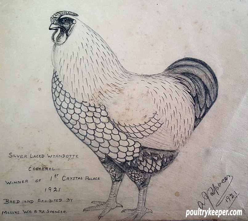 Silver Laced Wyandotte Drawing