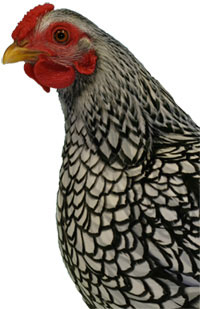 Head of Silver Laced Wyandotte Chicken