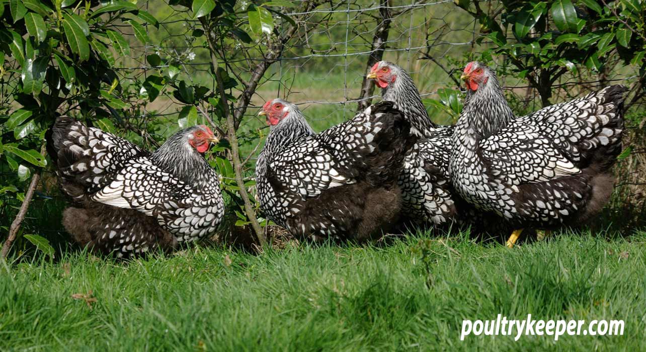 silver laced red wyandotte