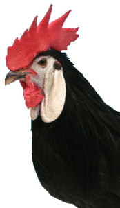 Head of Spanish Chicken