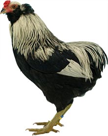 Rumpless Araucana