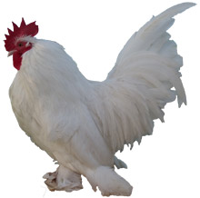 Booted Bantam