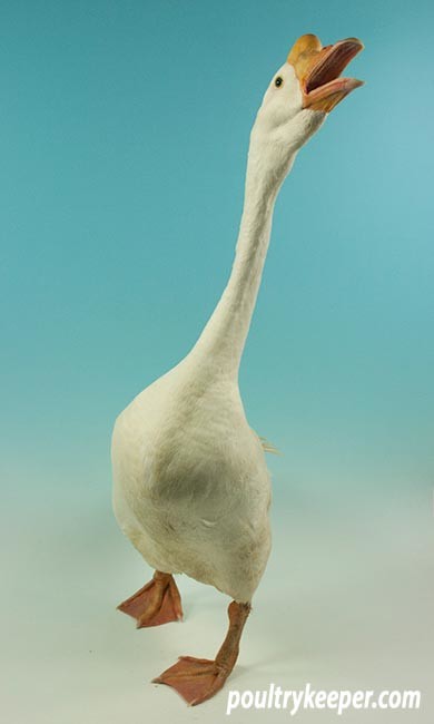 White Chinese Goose