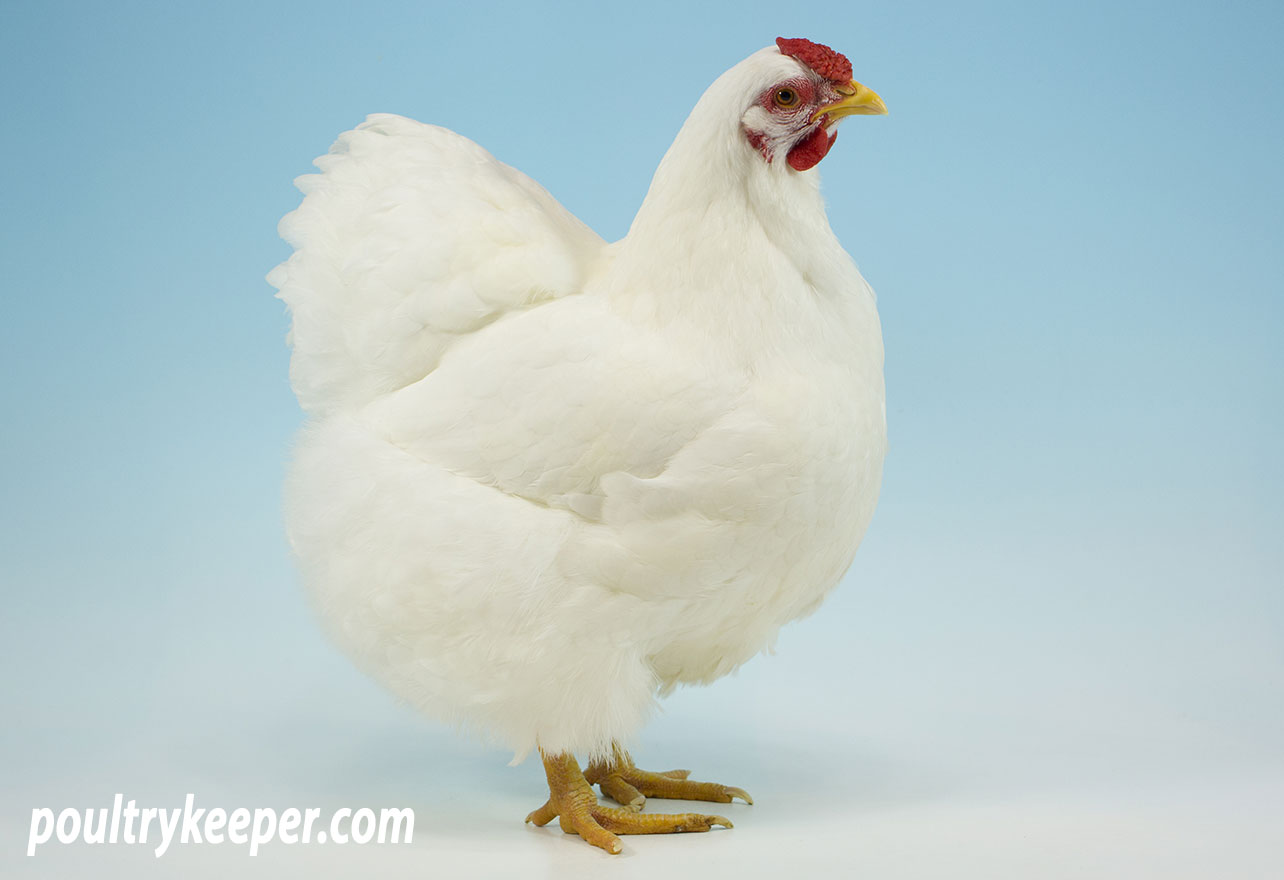 White Wyandotte Bantam