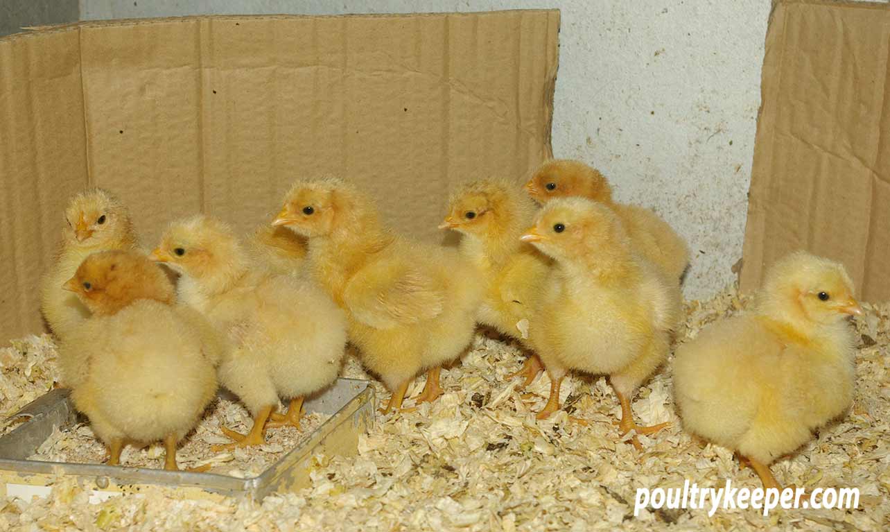 Will Burdett MBE Buff Orpington Chicks