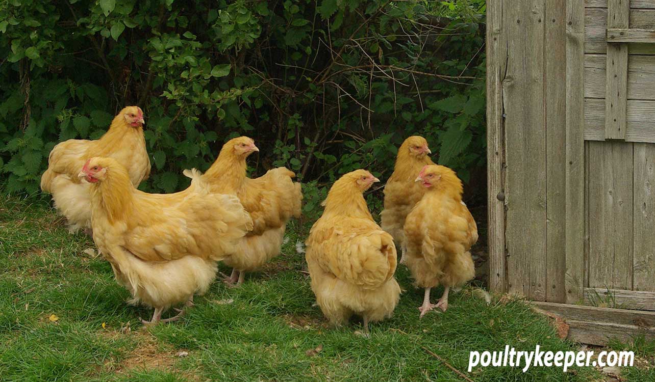 Orpington Chickens: Breed in Focus