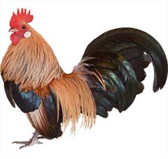 Dutch Bantam