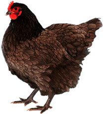 Australorp Chicken