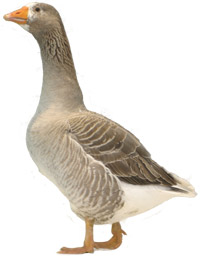 Pilgrim Goose