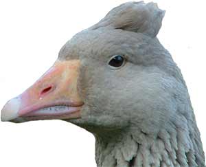 Tufted American Buff Goose Head