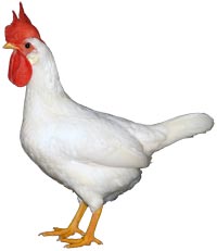 Leghorn Kip