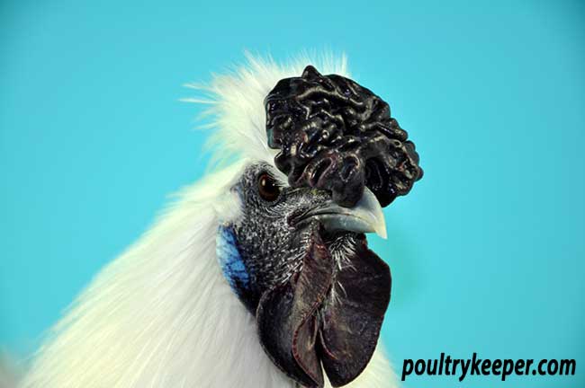 Comb of White Silkie Male