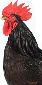 Head of Rhode Island Red Chicken