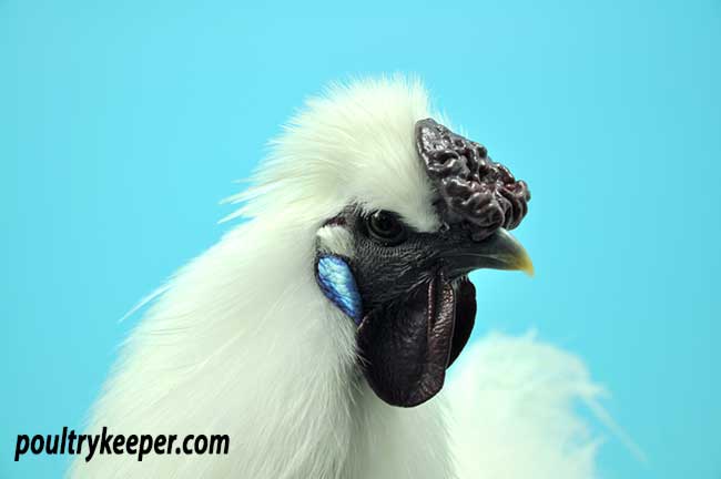 Silkie Hen