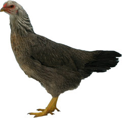 Kraiencoppe Chicken