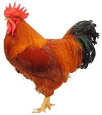 New Hampshire Red Chicken