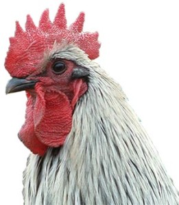 Head of Norfolk Grey chicken