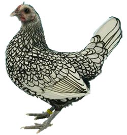 Sebright Bantam