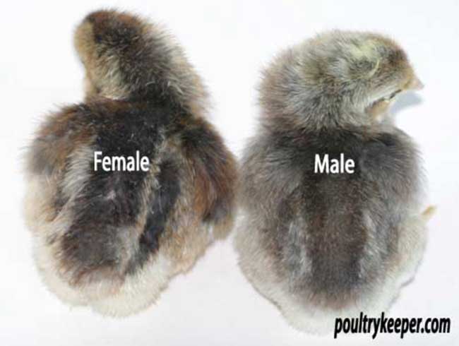 Sexing Turkey Chicks