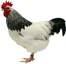 Sussex Chicken