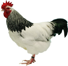 Top 3 Traditional British Chicken Breeds