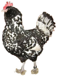 Thuringian Chicken