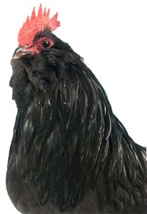 Head of Thuringian Chicken