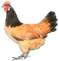 Vorwerk Chickens: Photos & Breed Information