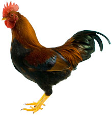 Welsummer Chicken