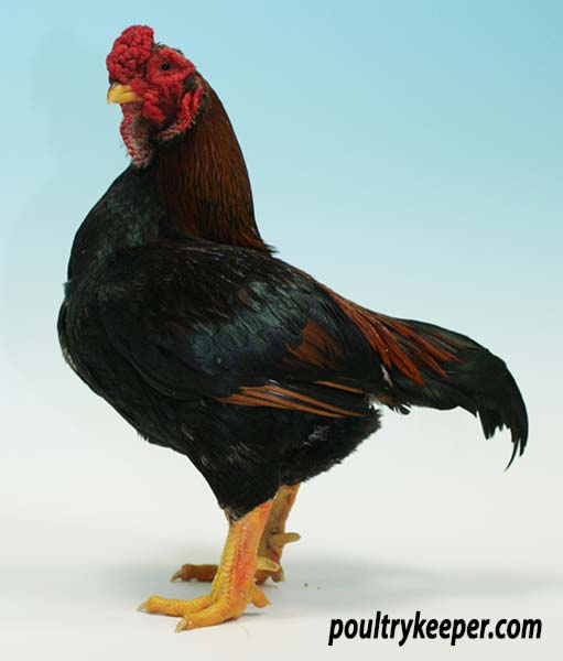 temperament of different chicken breeds