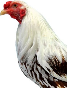 Head of Yokohama Chicken