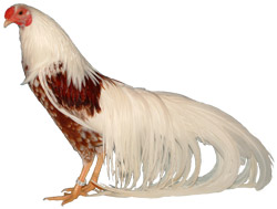 Yokohama Chicken - The Livestock Conservancy