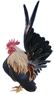 Bantam breed chicken. The Serama (Malay: Ayam Serama) Stock Photo