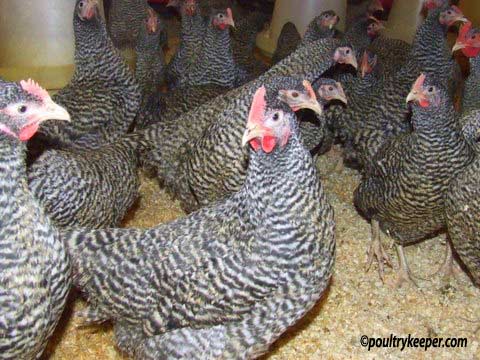 Barred Plymouth Rock Pullets