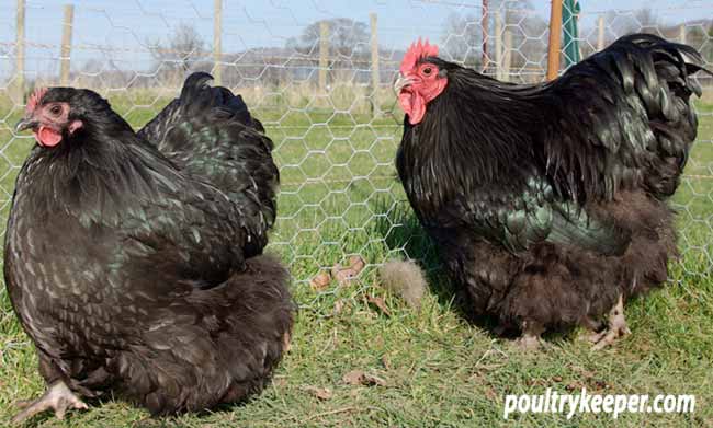 Black Bantams