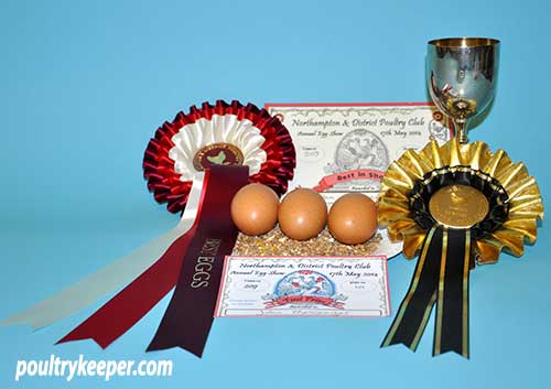 Cuckoo Marans Eggs