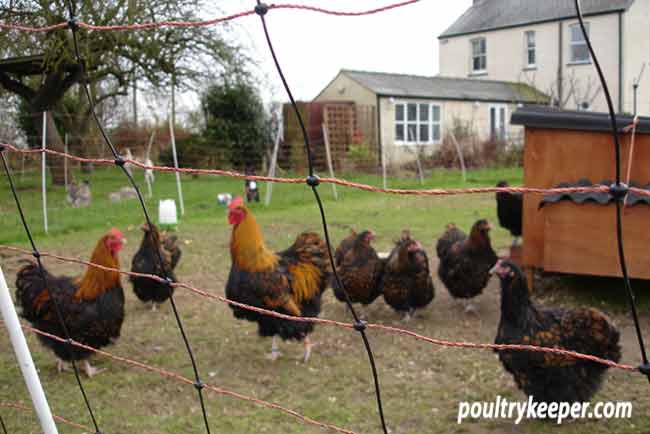 Electric Poultry Netting