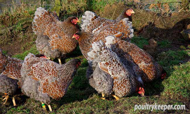 Flock of Blue Laced Wyandottes