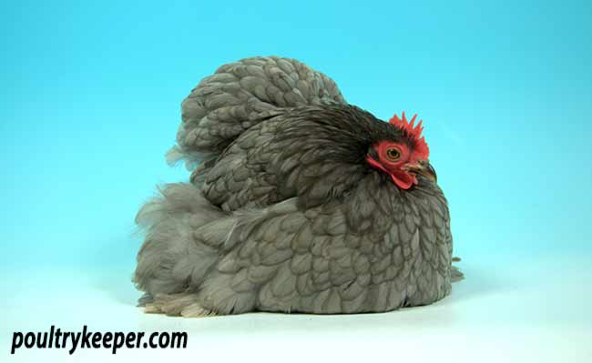 Bluer Pekin Bantam