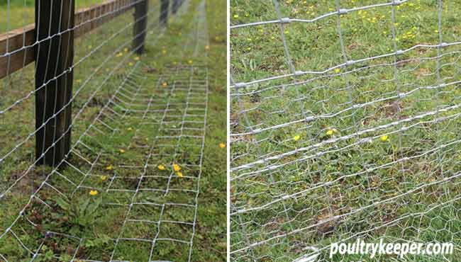 Chicken wire shop to prevent digging