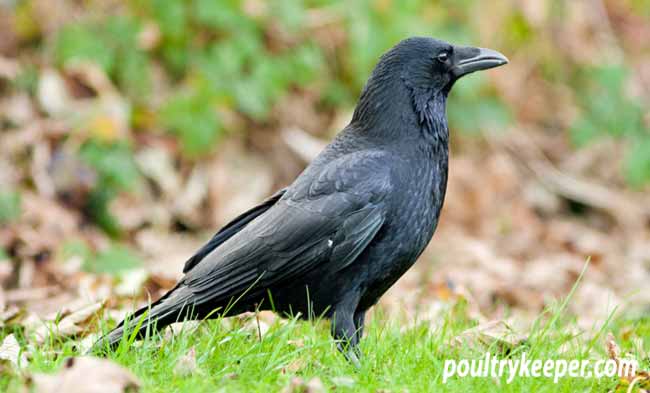 Carrion Crow